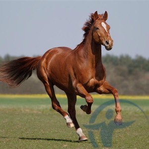 Страхование лошадей