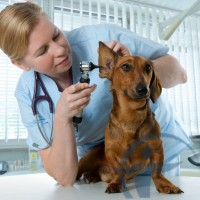 Комплексное страхование домашних животных